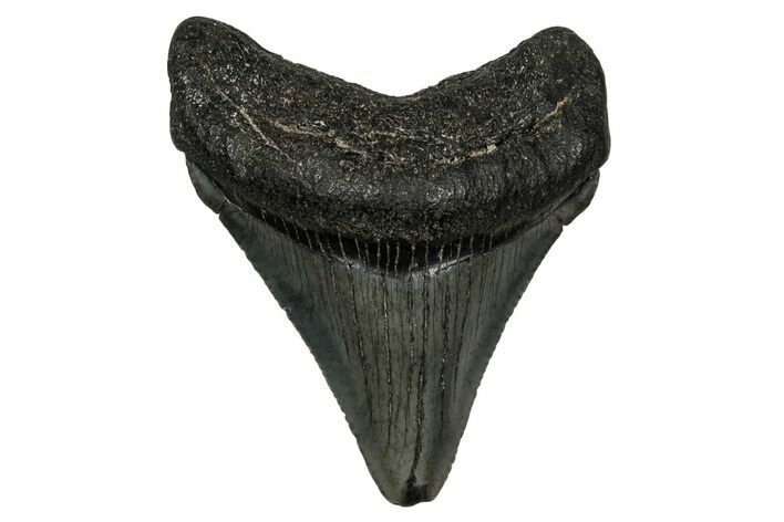 Juvenile Megalodon Tooth - South Carolina #340421